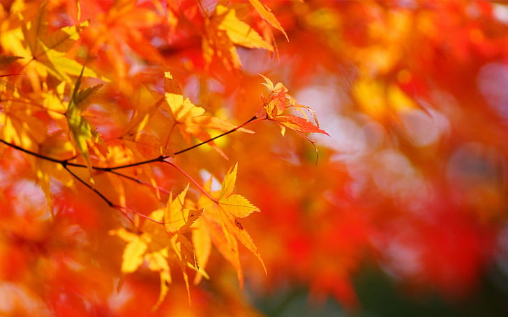 Image of autumn leaves