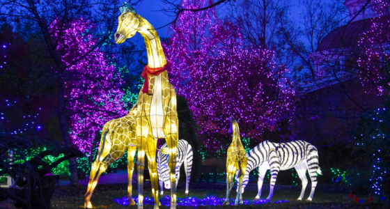 Festival of Lights eNews EDIT