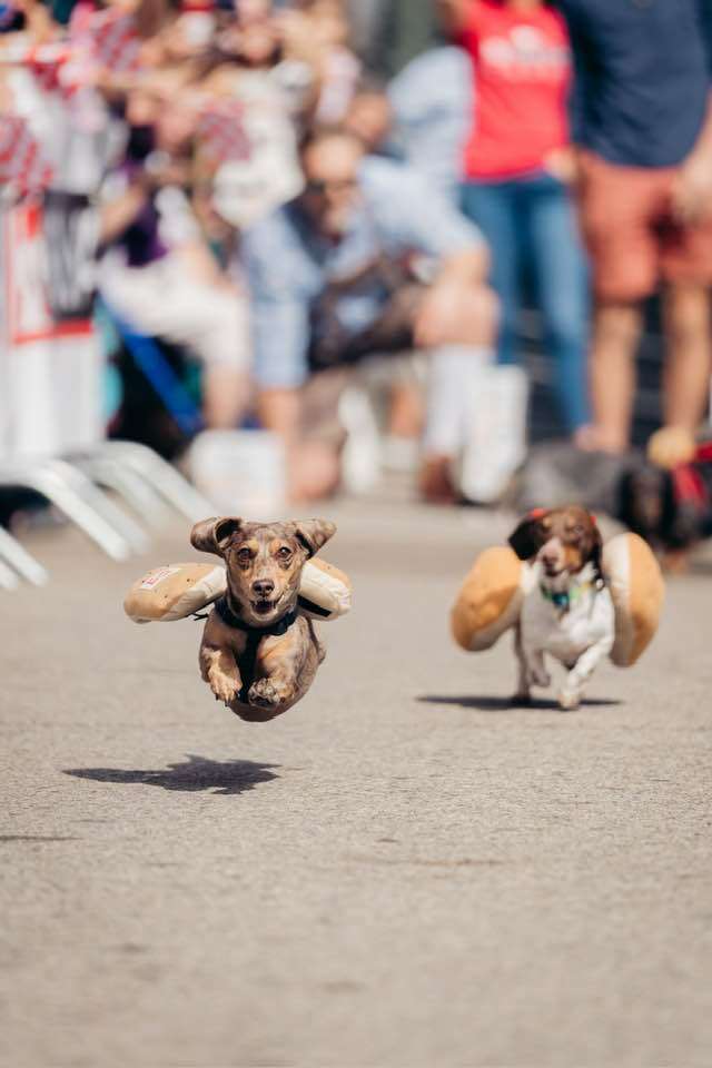 Wiener dog racing at Oktoberfest Zinzinnati, from the official Oktoberfest Zinzinnati Facebook page